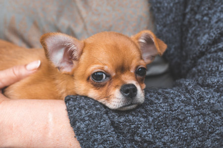 A small chihuahua puppy resting in a person's arms, looking calm and cozy. Concept of love for pets, comfort, trust, warmth, relaxation, and emotional connection, close up portraitの写真素材