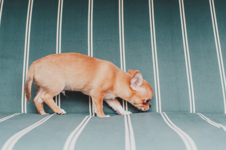 Small tan puppy walking on a green striped surface and sniffing curiously, concept of pets, curiosity and domestic animalsの写真素材