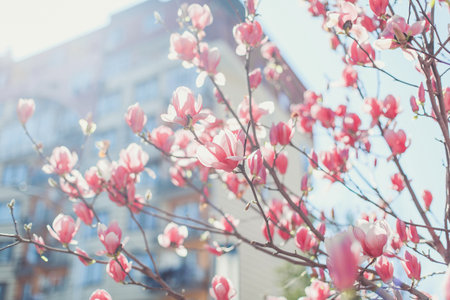 Pink magnolia blossoms on tree branches with a building softly blurred in the background, capturing...