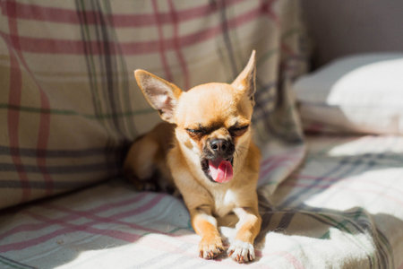 Cute chihuahua dog lying on a checkered blanket and yawning in the sunlight. Cozy home atmosphere with a small pet enjoying warmth and relaxation. Concept of comfort, domestic life, and animal careの写真素材