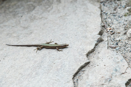 Small lizard basking on a warm stone surface in natural daylight. Concept of wildlife, reptile behavior, camouflage, and nature observation in the wildの写真素材