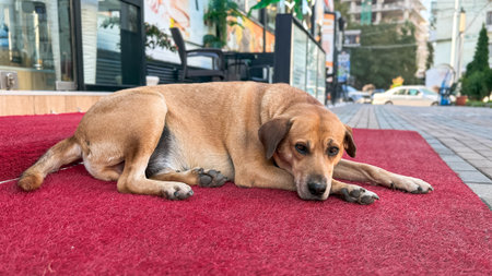 A homeless brown dog lying on a red carpet near a city street, looking calm yet lonely, symbolizing compassion, urban life, empathy, and the need for kindness toward stray animalsの写真素材