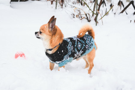 little brown chihuahua in blue jumpsuit walks in the winter in the snowの写真素材