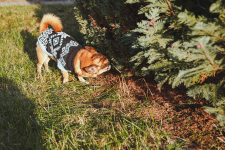 beautiful dog walks on the streetの写真素材