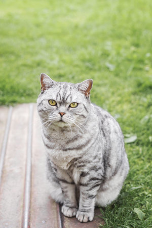 British shorthair gray tabby cat with yellow eyes sitting on a wooden path surrounded by green grass, looking calmly at the camera, concept of domestic pets, comfort and harmony with natureの写真素材