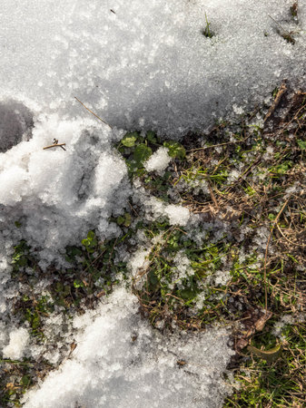 Melting snow revealing fresh green grass and small plants under sunlight, close up view of early spring thaw in natural outdoor environment symbolizing renewal, seasonal transition and climate change conceptの写真素材