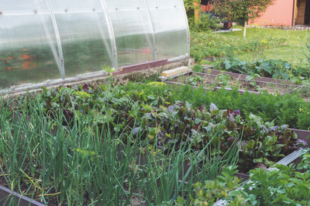 Fresh vegetables growing in raised garden beds near greenhouse with onions beets carrots and herbs, home gardening concept, organic food production, sustainable lifestyle, seasonal backyard harvest