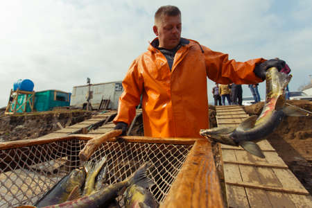 Summer, 2015 - Barabash, Primorsky Region - Workers in orange waterproof suits mine chum salmon on a...