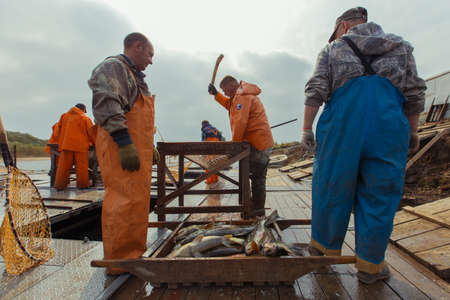 Summer, 2015 - Barabash, Primorsky Region - Workers in orange waterproof suits mine chum salmon on a river near a fish-breeding factoryのeditorial素材