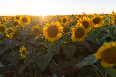 A beautiful field with sunflowers. Many beautiful yellow sunflowers grow on the field against the background of a bright sunset. Agricultureの写真素材