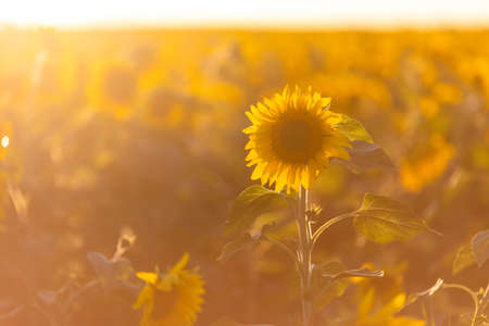 Close-up. Yellow flower of a beautiful sunflower against the background of a sunflower field during...