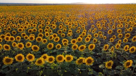 A beautiful field with sunflowers. Many beautiful yellow sunflowers grow on the field against the background of a bright sunset. Agricultureの写真素材