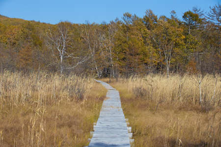 Wooden ecological flooring on the trail in the reserve. Sikhote-Alin Biosphere Reserve in Primorsky...