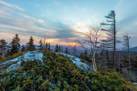 Spruce cone lies on green mossの写真素材