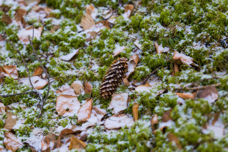 Spruce cone lies on green mossの写真素材