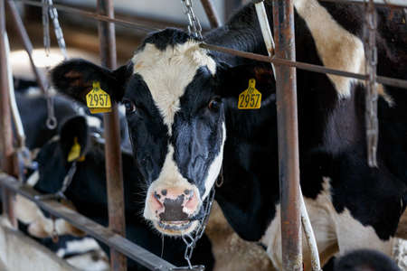 Livestock farm. Close-up. Black and white cow stands in the pasture against the background of hay...