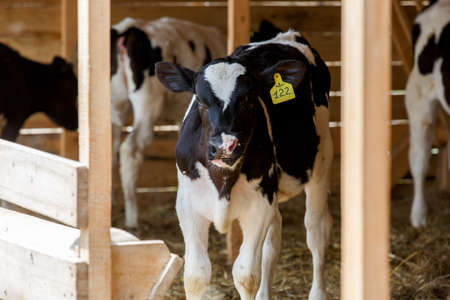 Livestock farm. Close-up. Black and white cow stands in the pasture against the background of hay...