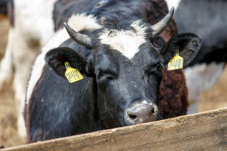 Livestock farm. Close-up. Domestic cow hooves standing in the hay at a dairy farm
