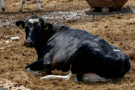 Livestock farm. Close-up. Domestic cow hooves standing in the hay at a dairy farmの写真素材