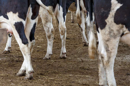 Livestock farm. Close-up. Domestic cow hooves standing in the hay at a dairy farm