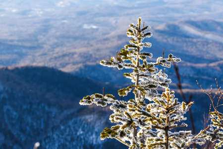 Close-up. A snow-covered tree stands against the background of distant winter mountainsの写真素材