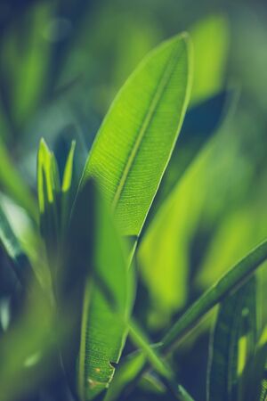 Green fresh plants grass closeup for backgroundの写真素材