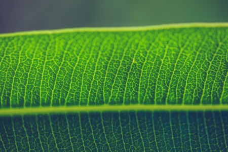 Green fresh plants grass closeup for backgroundの写真素材