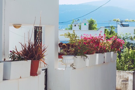 Summer Landscape, White vase with red flowers on a background of blue skyの写真素材