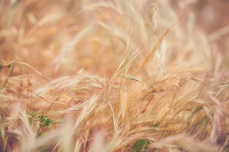 straw background. Dry Golden grass and a snailの写真素材