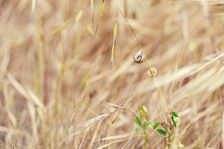 straw background. Dry Golden grass and a snailの写真素材