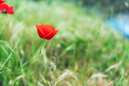 Red poppies on a background of green grassの写真素材