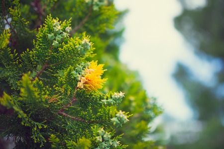 Cypress, pine green plant photo up closeの写真素材