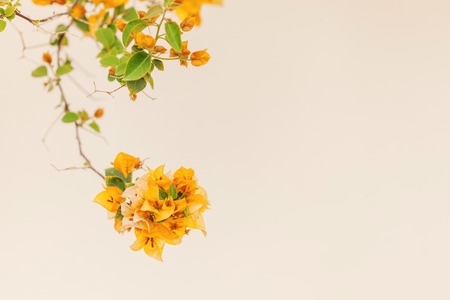 branches of yellow flowers with green leaves