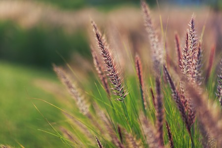 Grass spikelet on the field at sunset, close-up beautifulの写真素材