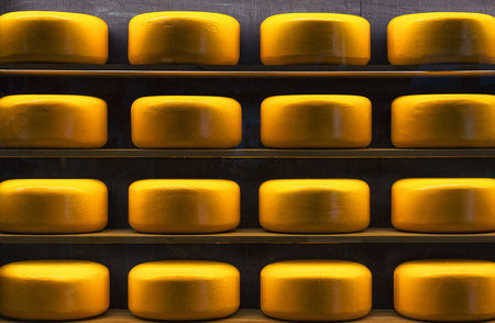 Wheels of cheese in a maturing storehouse dairy cellar on wood shelvesの写真素材