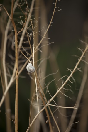 Snails on the stem. The composition of dry branches on a dark backgroundの写真素材