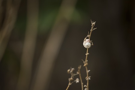 Snails on the stem. The composition of dry branches on a dark backgroundの写真素材