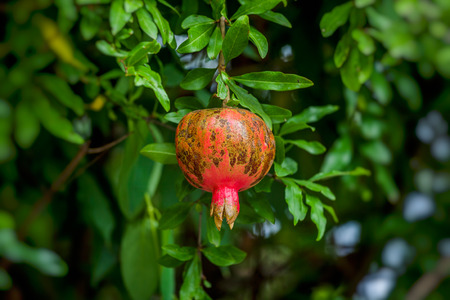 Red ripe pomegranates on the tree. Blurred garden at the background Stock Photoの写真素材