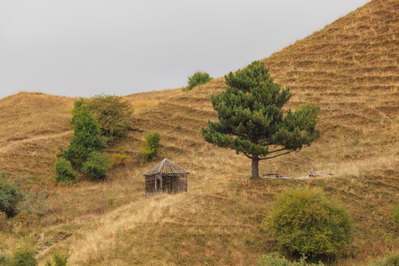 Autumn tree with leaves and dry grassの写真素材