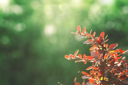 The plant leaf in the sun, red leaf, green background