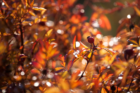 Background of autumn leaves, Colors of Autumn, closeup colorful leaves in autumの写真素材