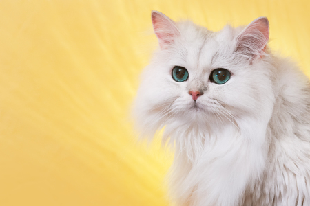 White cat with green eyes on a yellow backgroundの写真素材