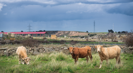 cows and bulls on pasture, lush green grass in the countrysideの写真素材