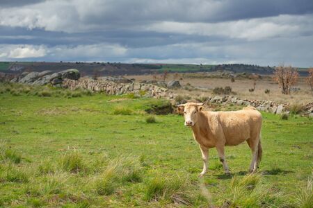 Cows and bulls on pasture, lush green grass in the countrysideの写真素材