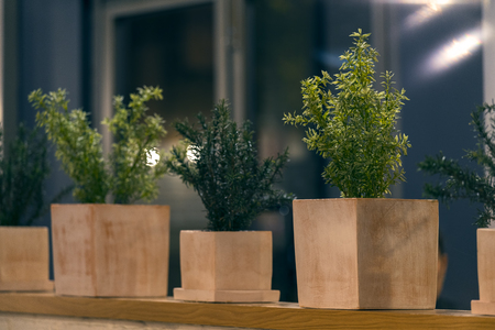 Plants In Pots On Wooden Shelf Interior Design Portfolio Photoの写真素材