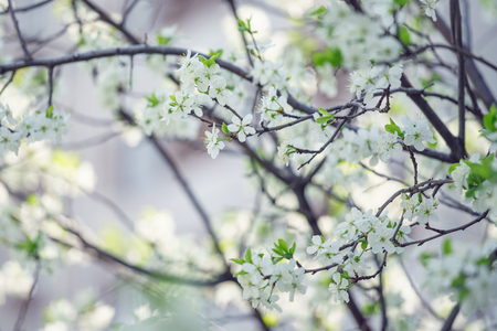 Branch With White Cherry Bloom Picture. Cherry Tree Blossom In Spring Close Up Daytime Photo With Blurry Backgroundの写真素材