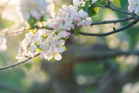 Cherry Flower Branch Close Up Picture. Cherry Tree Blossom In Spring Close Up Daytime Photo With Blurry Backgroundの写真素材
