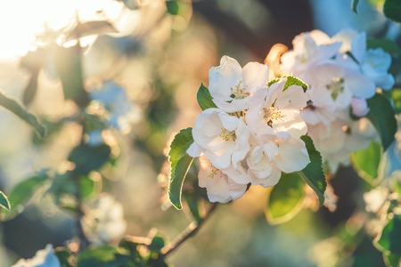 Cherry Flower Branch Close Up Picture. Cherry Tree Blossom In Spring Close Up Daytime Photo With Blurry Backgroundの写真素材