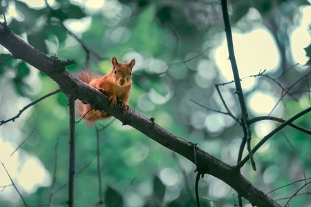 Red Squirrel Sitting On The Branch Of A Tree. Wild Animal In Natural Habitat In The Woods Photoの写真素材