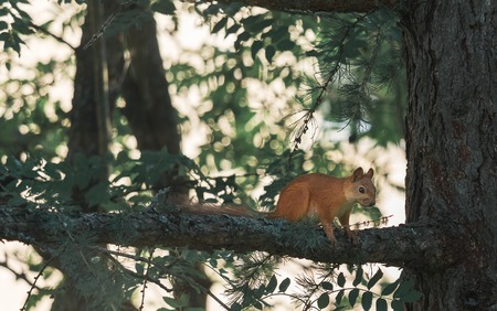 Red Squirrel Walking The Pine Tree Branch. Wild Animal In Natural Habitat In The Woods Photoの写真素材